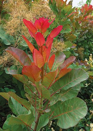 Cotinus Old Fashioned